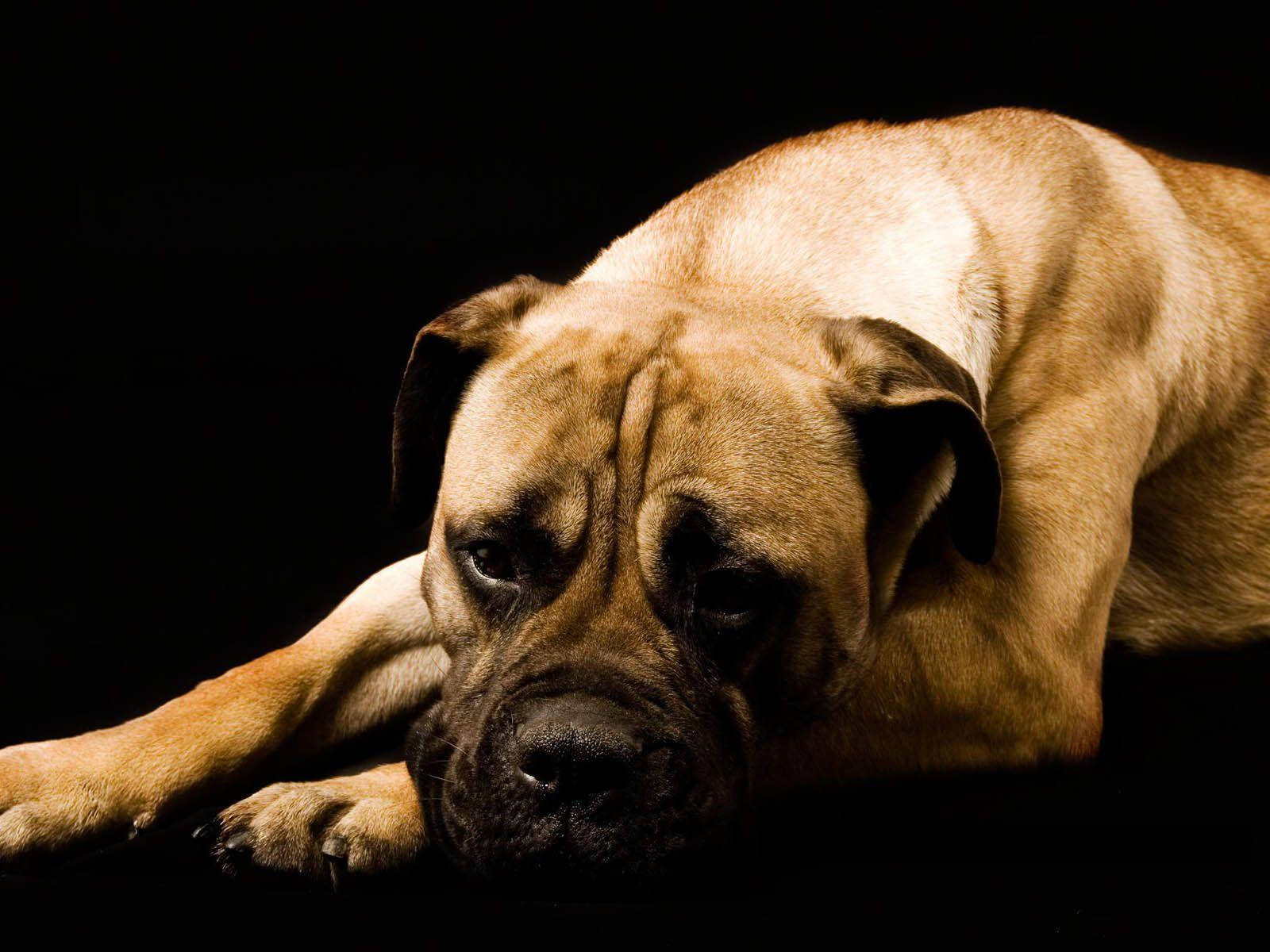 Boxerhund Traurig In Schwarz Wallpaper