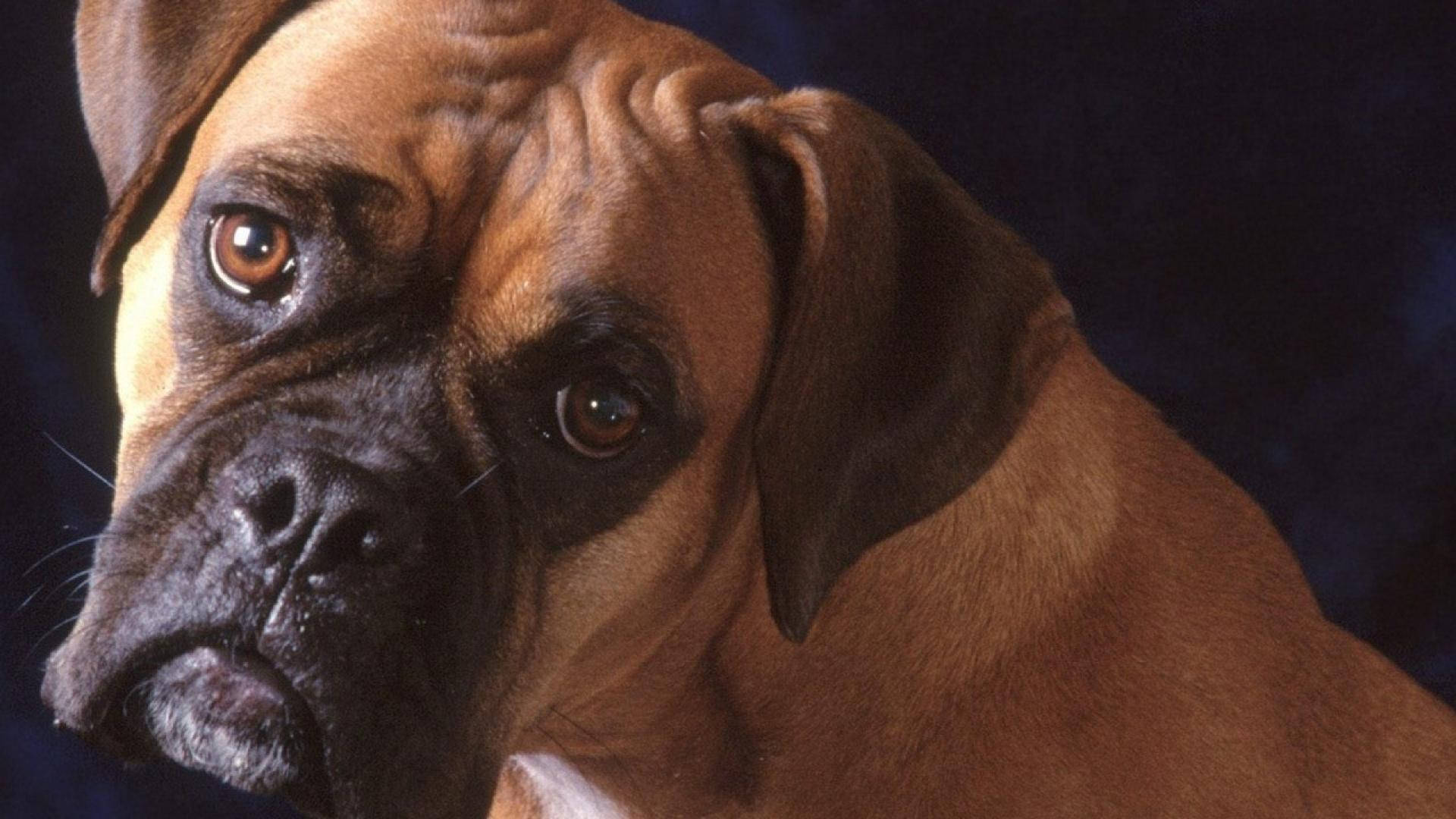 Boxer Dog Sad Face Wallpaper