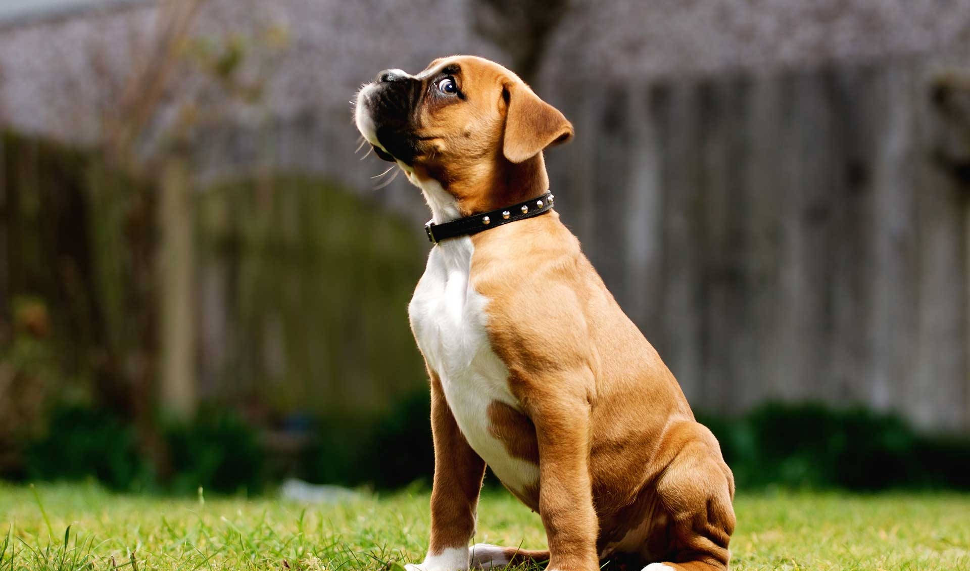 Boxerhund Sitzt Im Gras. Wallpaper