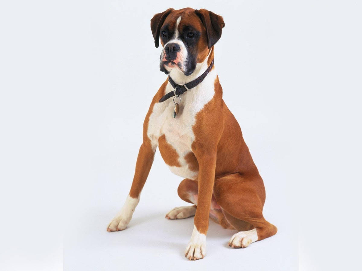 Boxerhund Sitzt Aufrecht Wallpaper