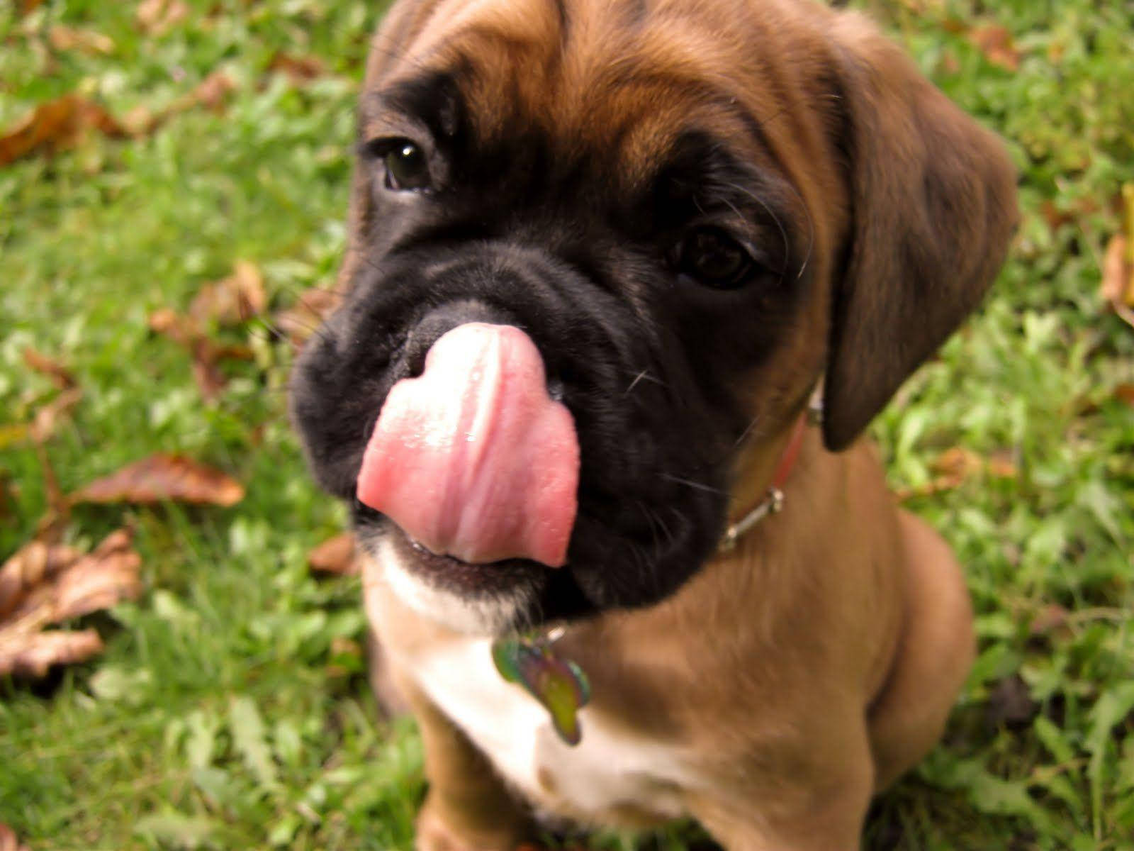 Boxer Dog Tongue Grass Wallpaper