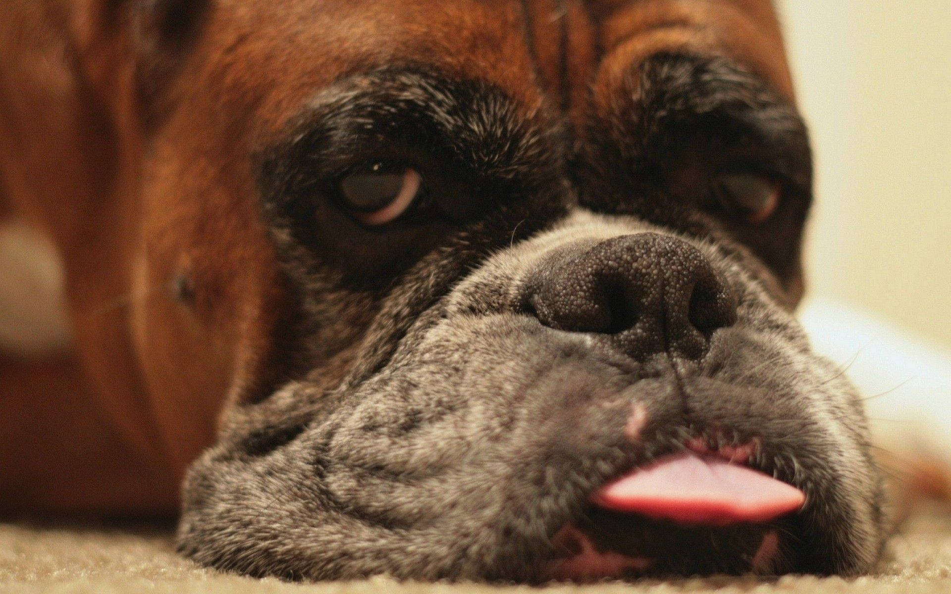 Playful Boxer Dog with Tongue Out Wallpaper