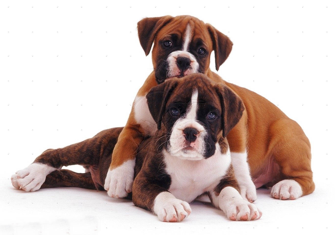 Boxer hund to hvalpe, der leger sammen på den grå baggrund Wallpaper