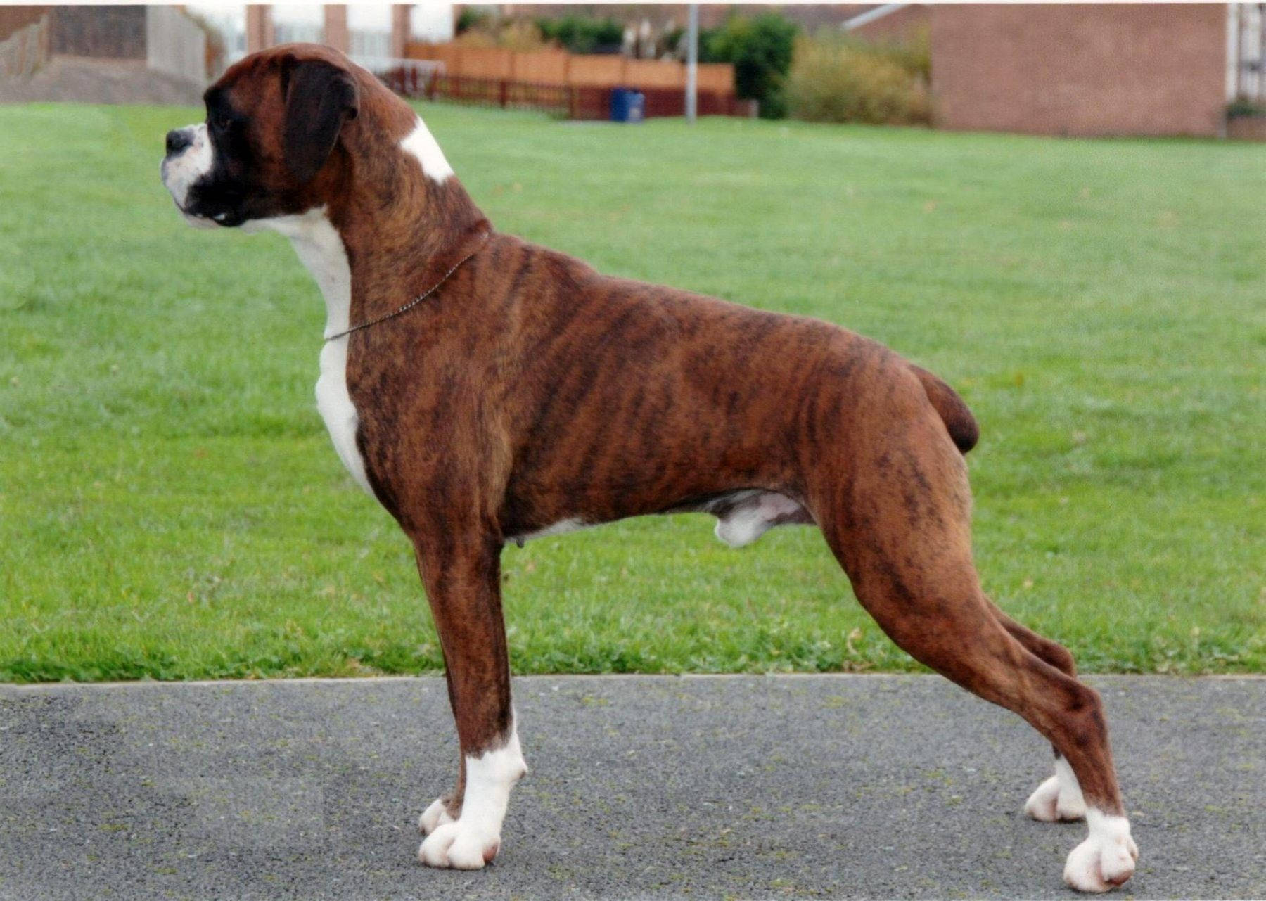 Boxerhund Aufrecht Im Gras Wallpaper