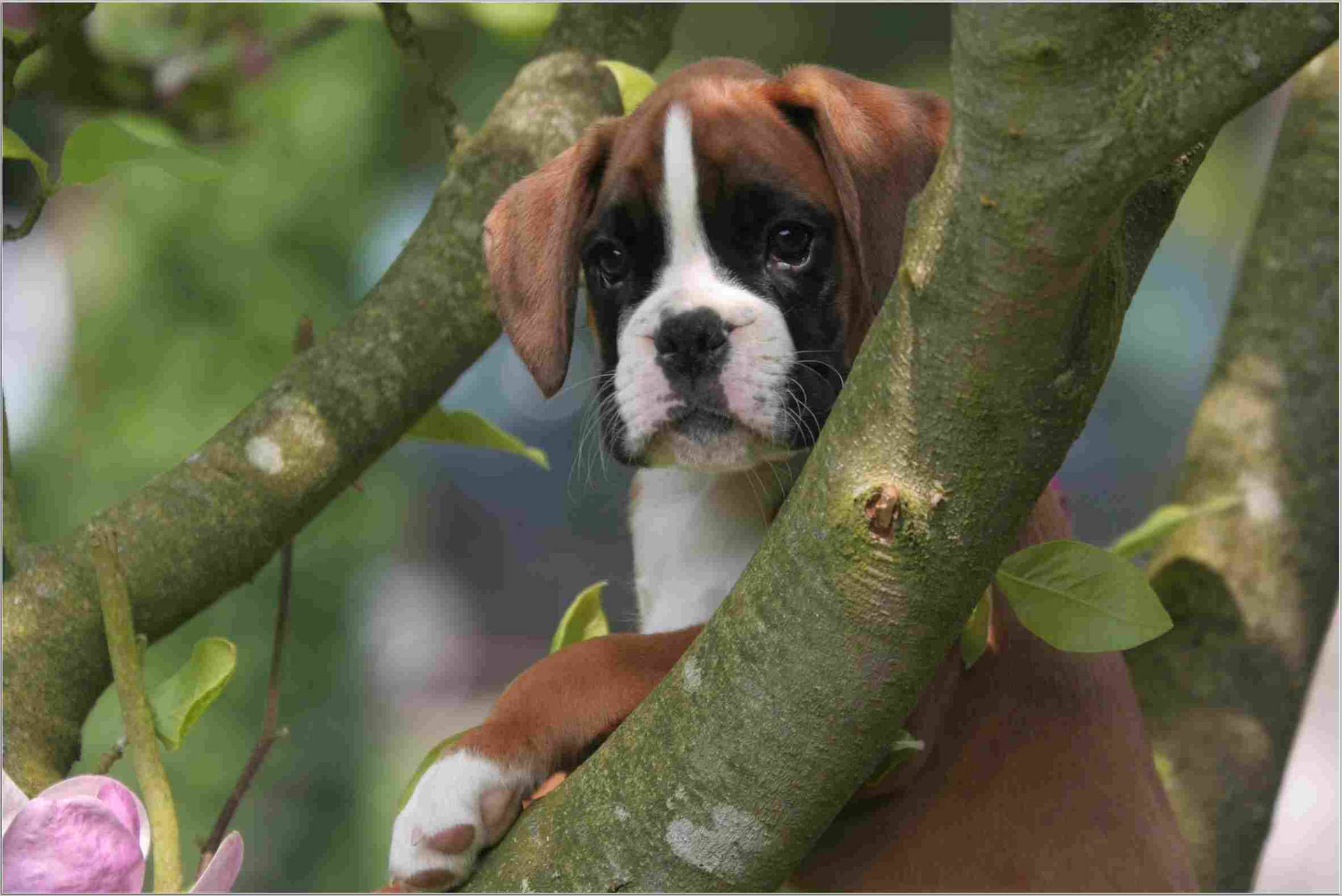 Boxer-hund ung træ bark skrydende grynten Wallpaper