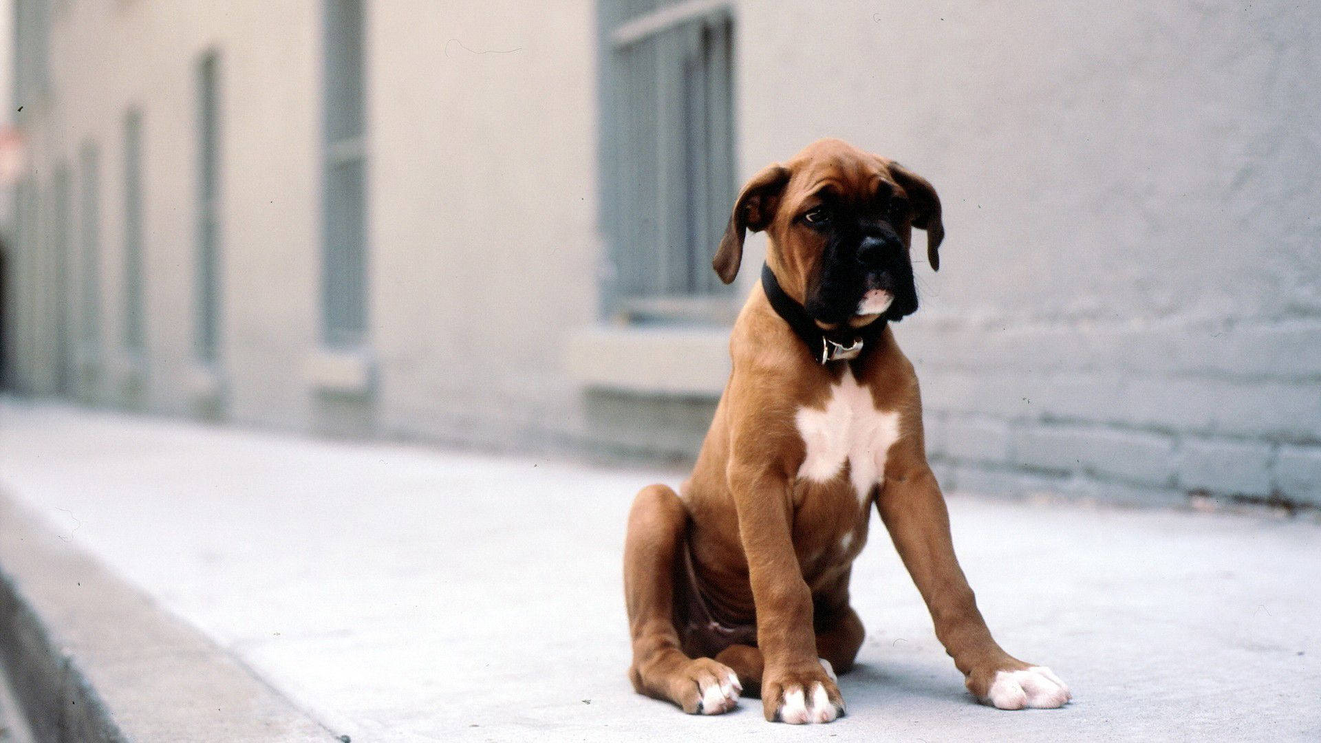 Boxer Dog Young White Wallpaper