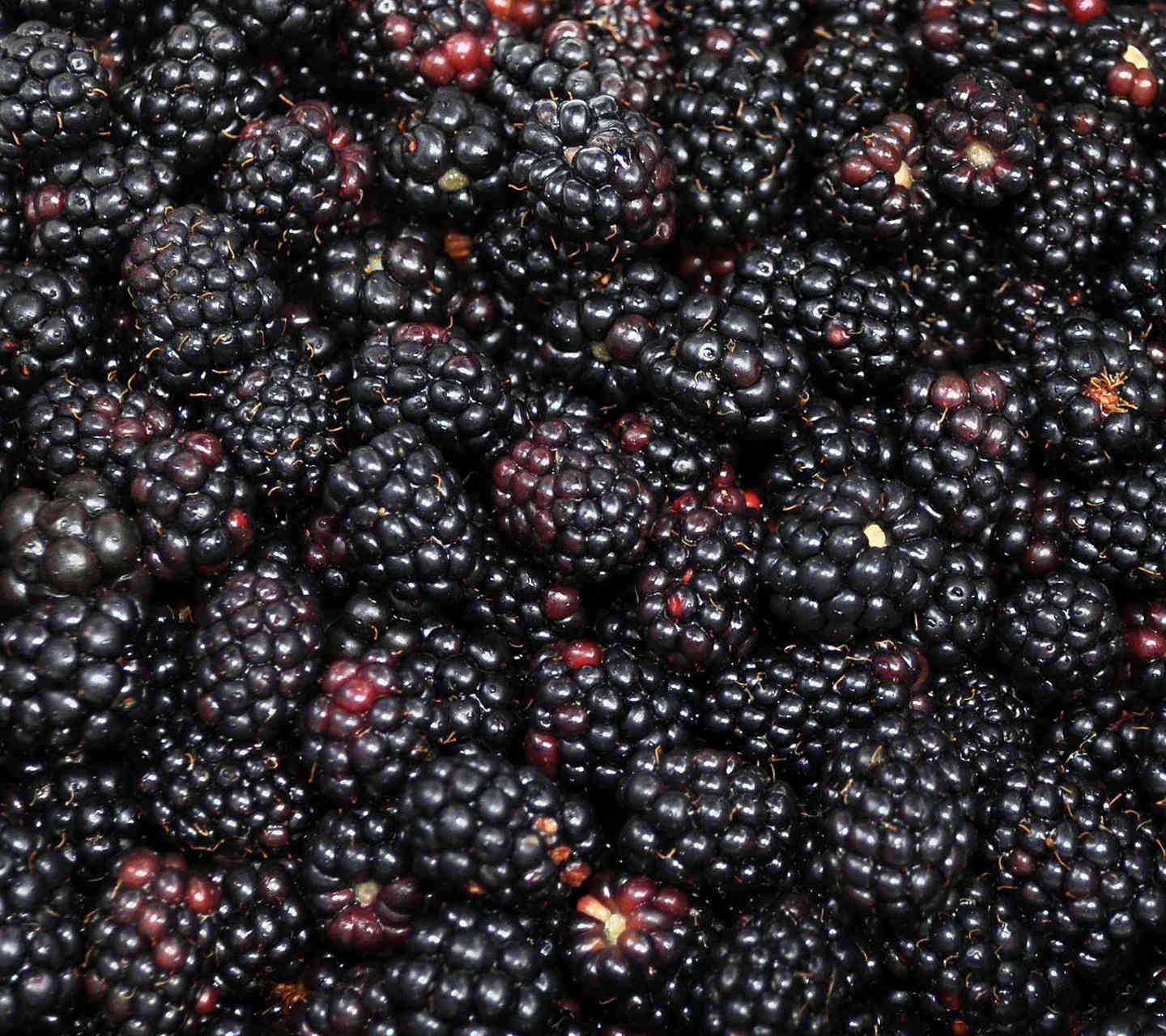 Boysenberry Elongated Blackberry Wallpaper
