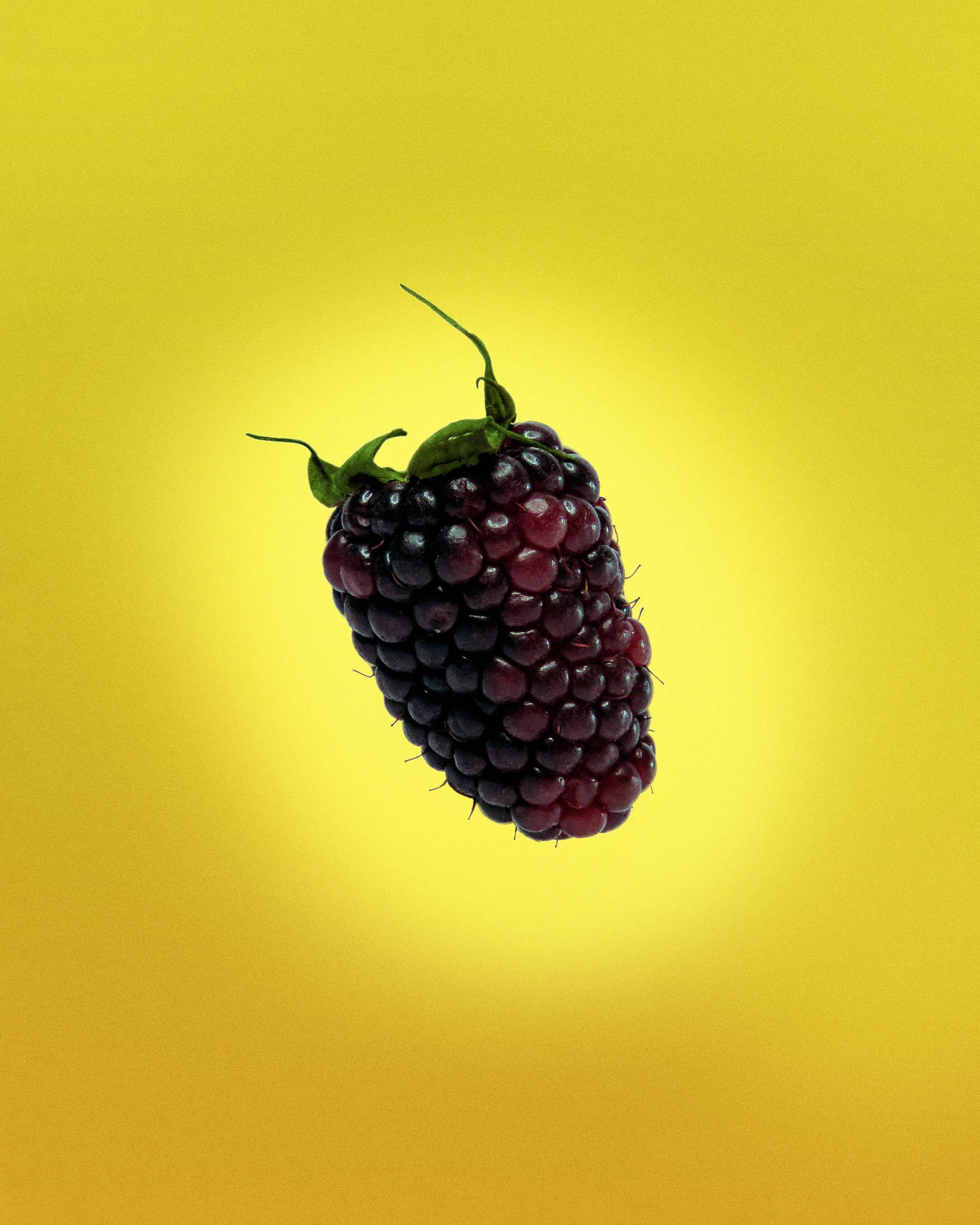 Boysenberry Rich Tangy Sweet Flavor Wallpaper