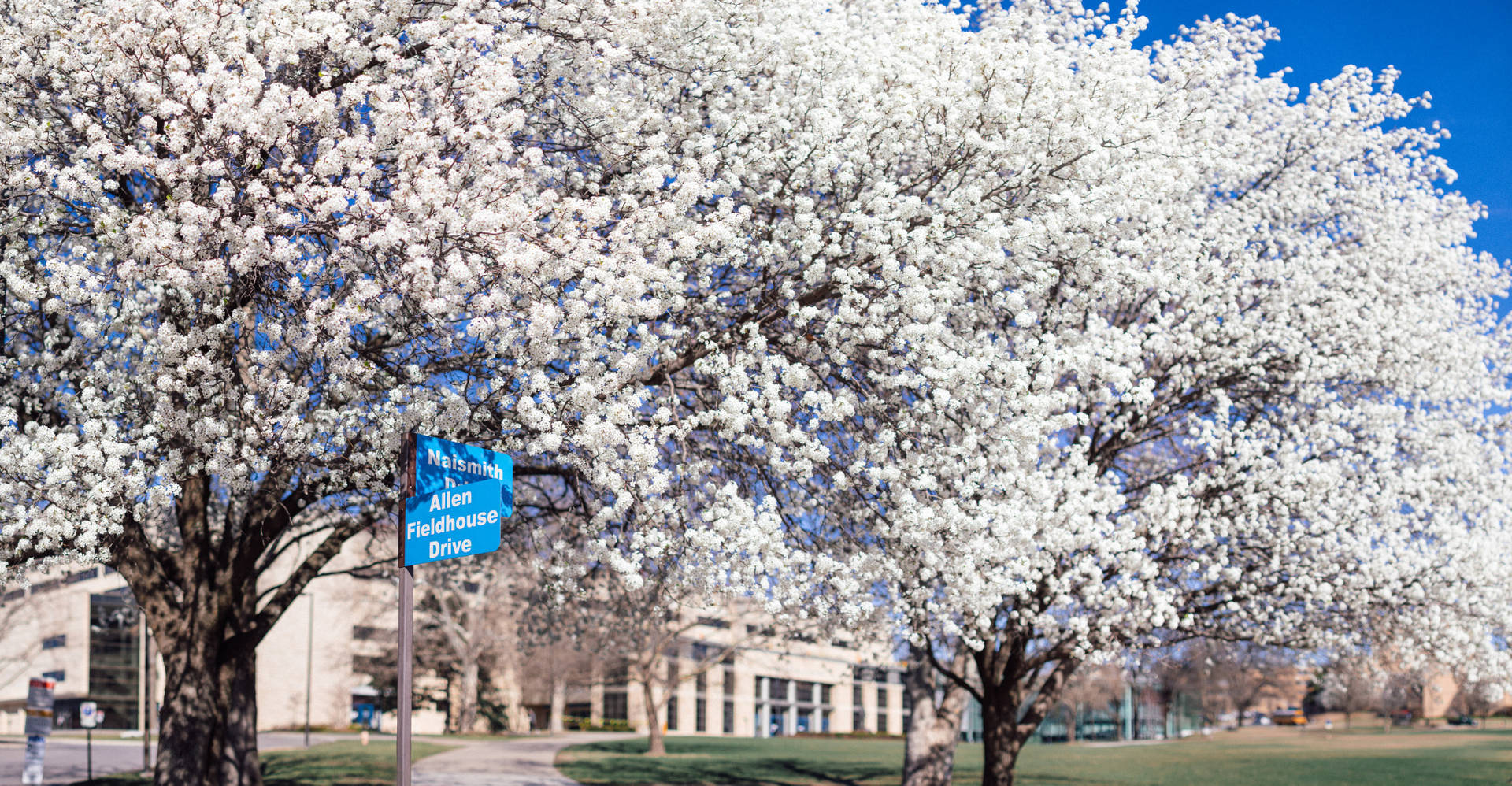 Bradford Pear Blooms At University Of Kansas Wallpaper