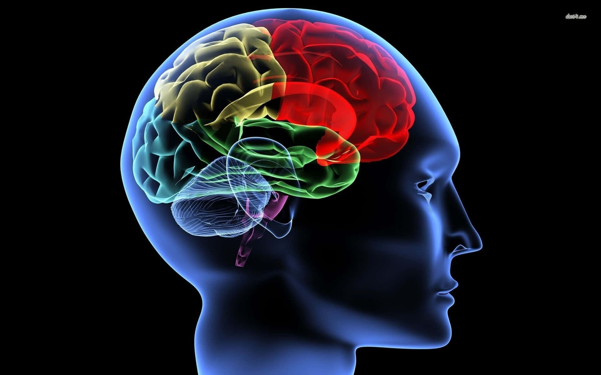 Einmenschlicher Kopf Mit Einem Bunten Gehirn. Wallpaper