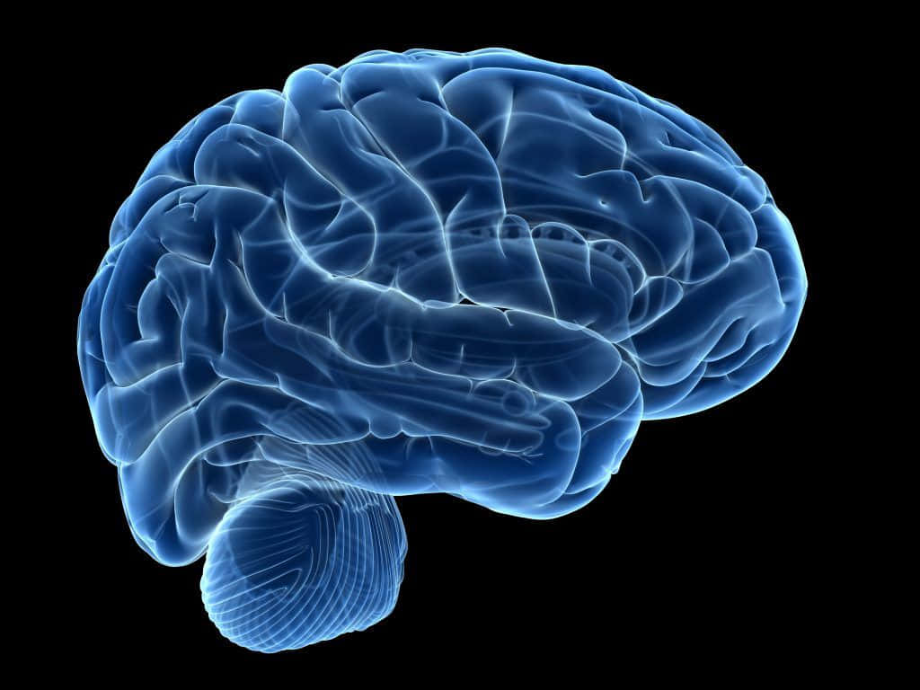 A Blue Brain On A Black Background Wallpaper