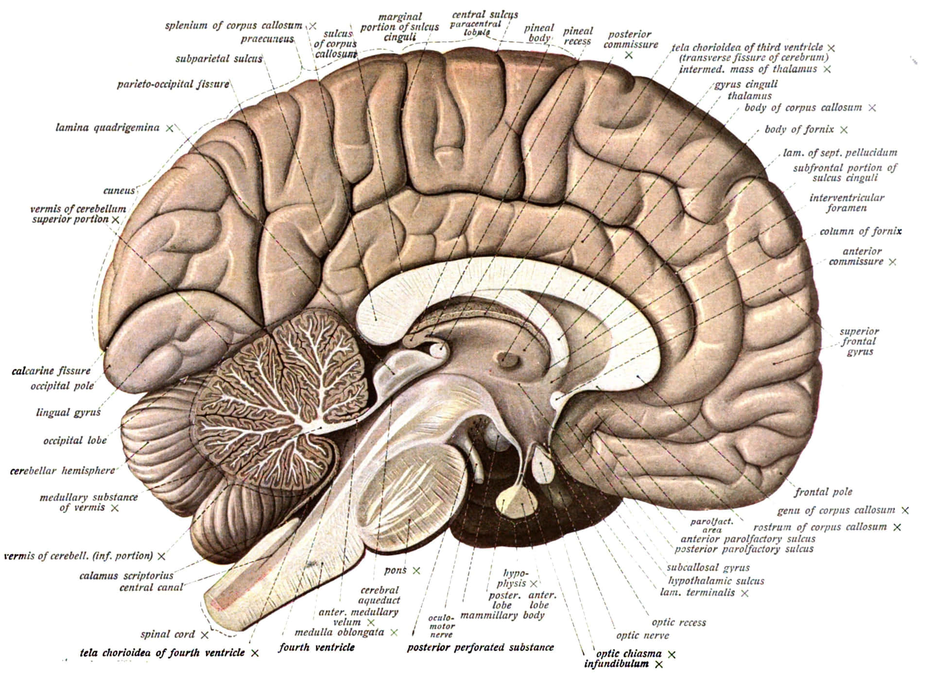 Et diagram af hjernen med etiketter. Wallpaper