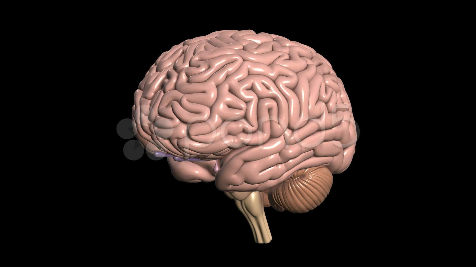 3dmodell Av Mänskligt Hjärna Wallpaper
