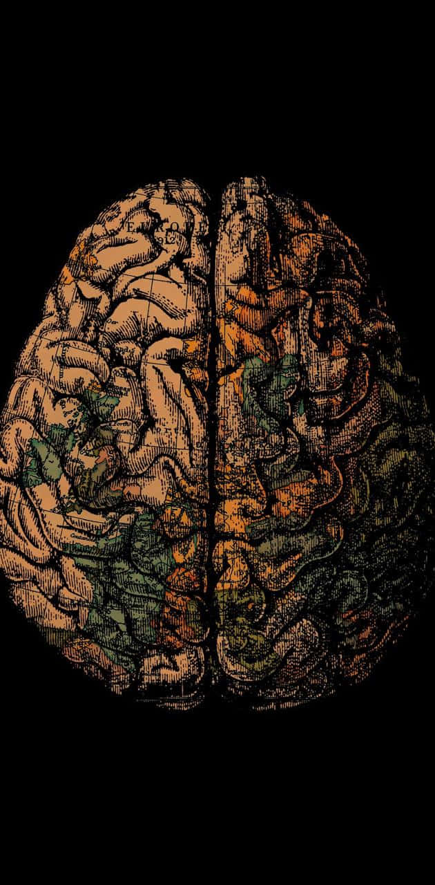 A Brain With Two Parts In The Middle