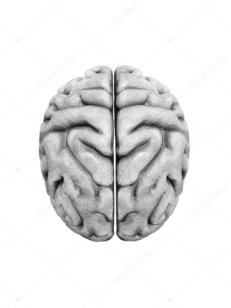 A Human Brain On A White Background