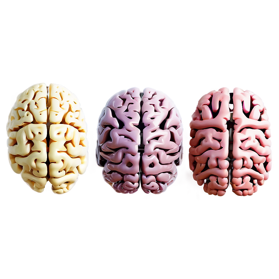 Brain Development Stages Png Ocm71 PNG