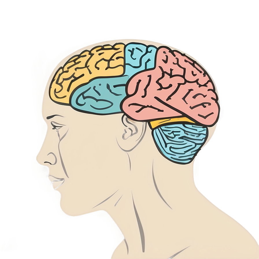 Brain Drawing Outline Png 06272024 PNG