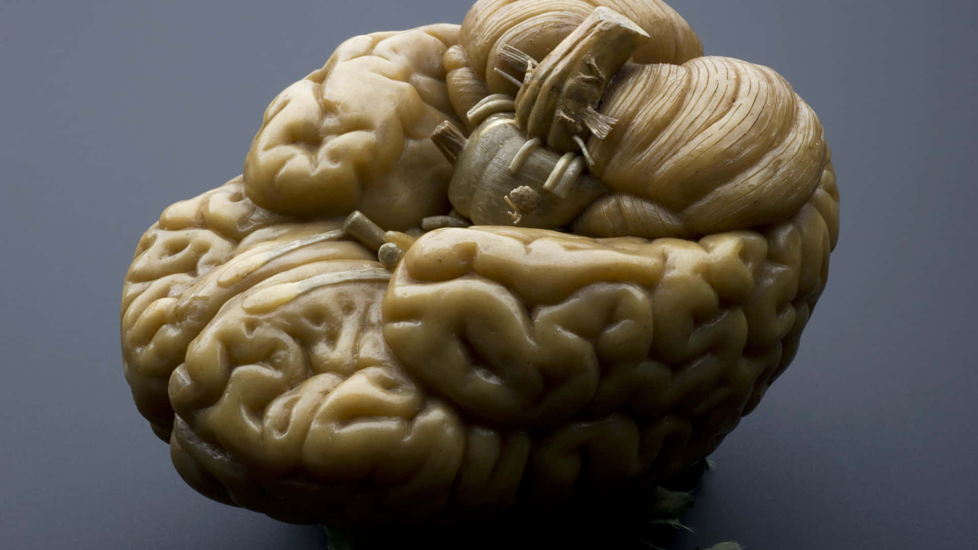A Brain Is Shaped Like A Flower Wallpaper
