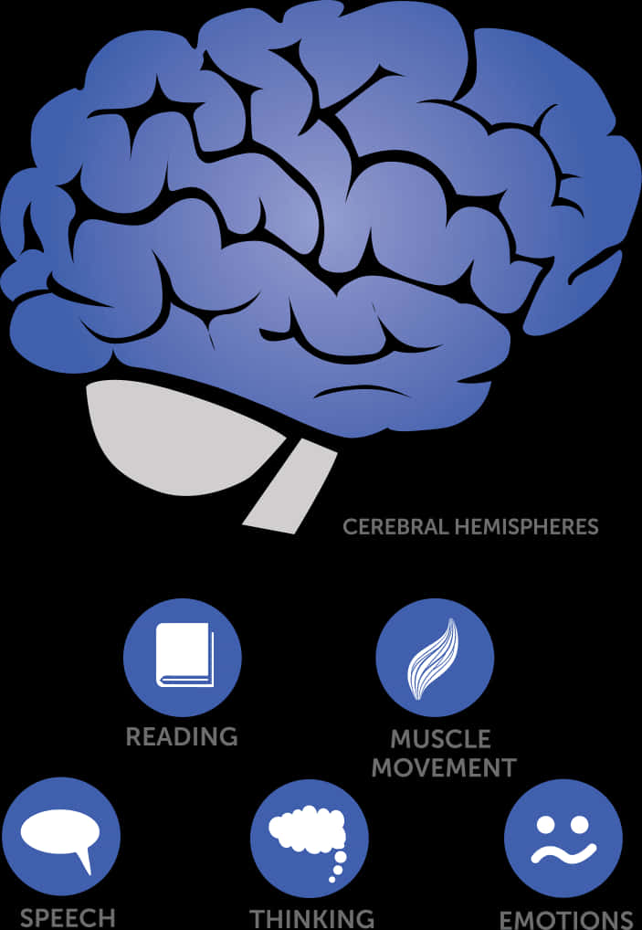 Brain_ Functions_ Illustration PNG
