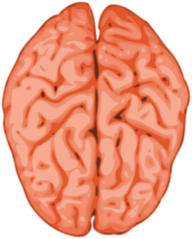 Brain Illustration Abstract PNG