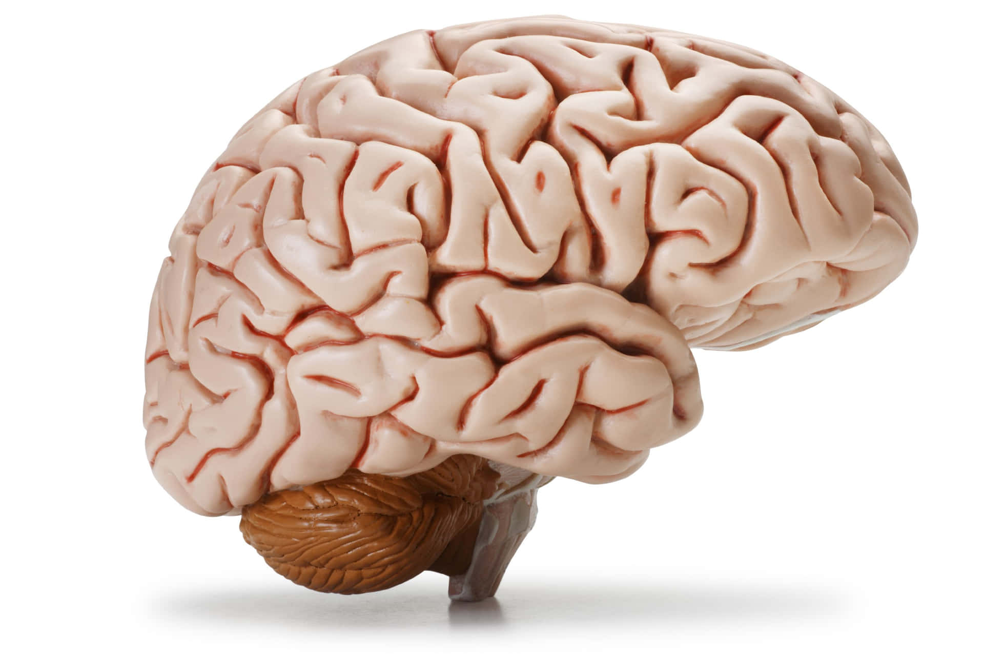 A Model Of The Human Brain On A White Background Wallpaper