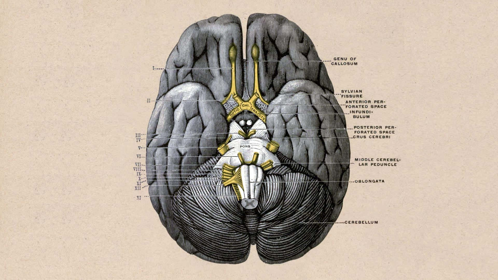 A Diagram Of The Brain With The Labeled Parts Wallpaper