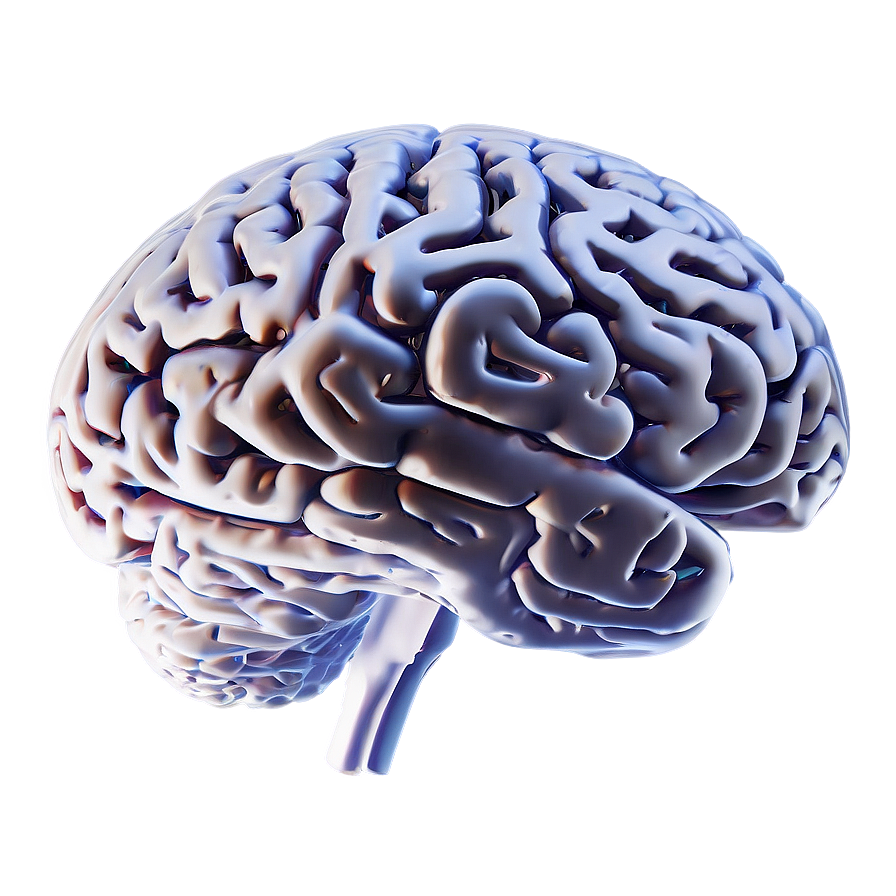 Brain Outline For Study Png Pgh89 PNG