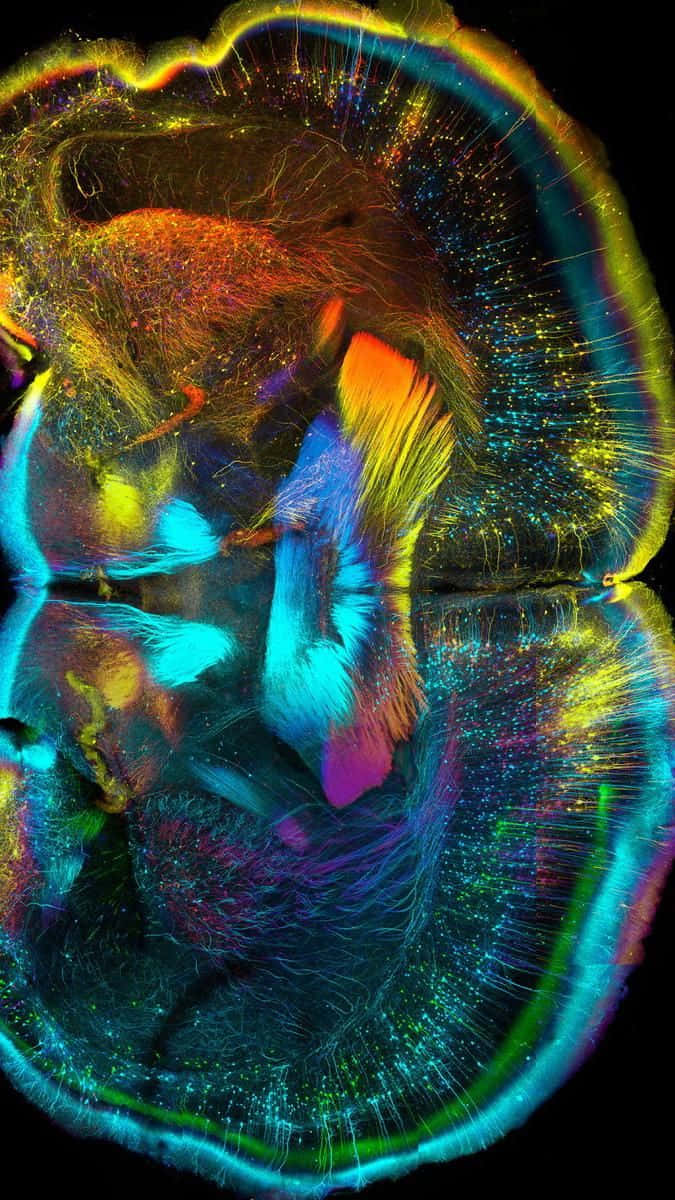 A Colorful Image Of A Brain