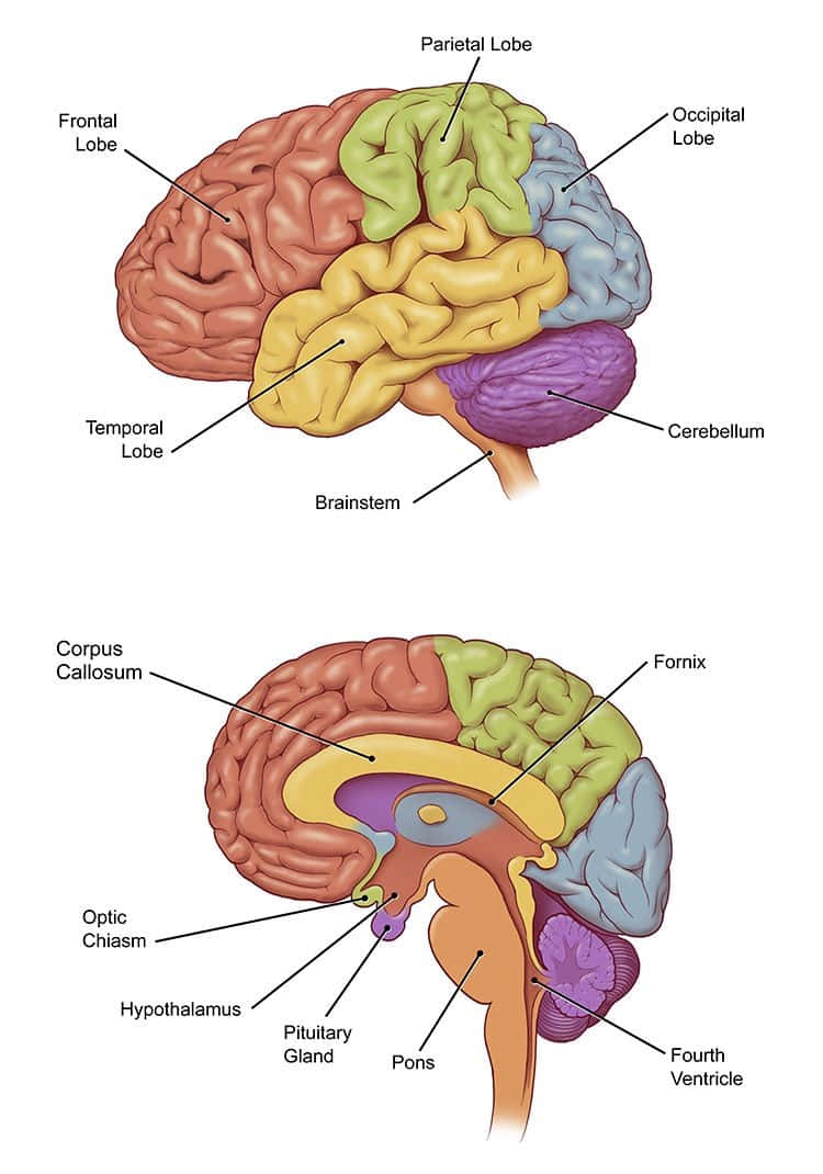 Hjernen og dens dele
