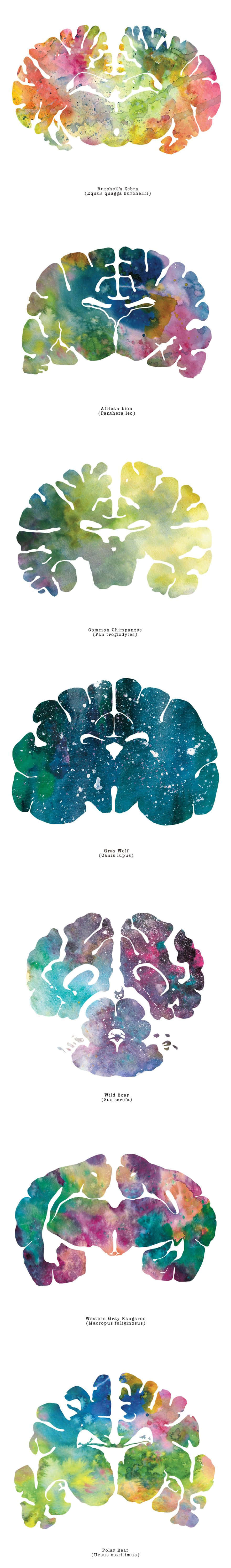 En plakat, der viser forskellige farver af hjerner.