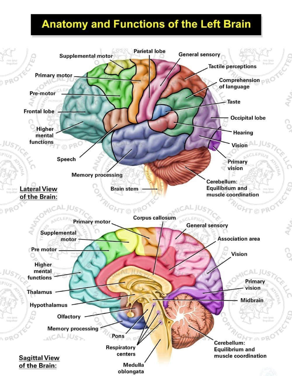Anatomioch Funktioner För Vänster Hjärnhalva