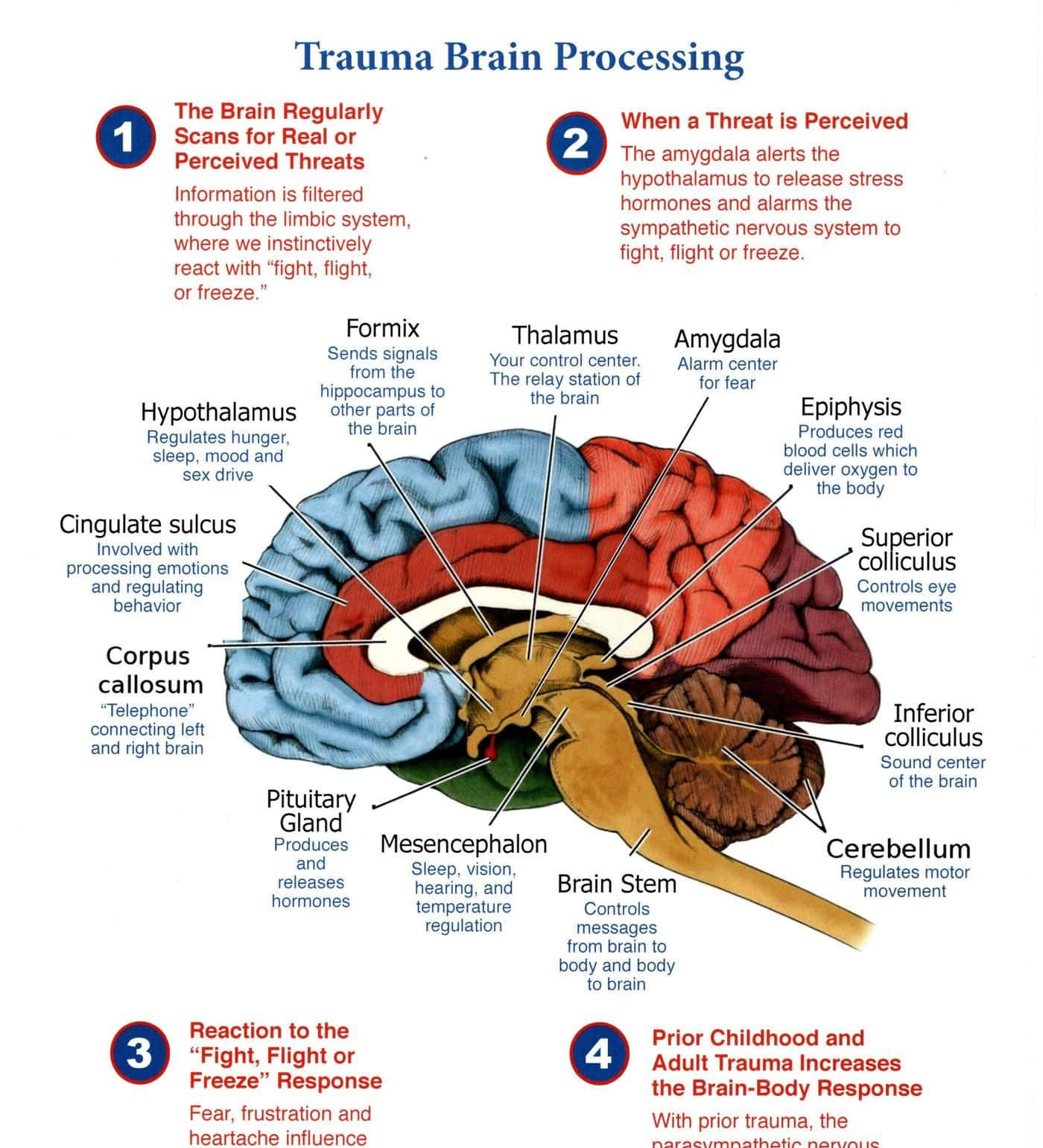 Trauma Brain Processing