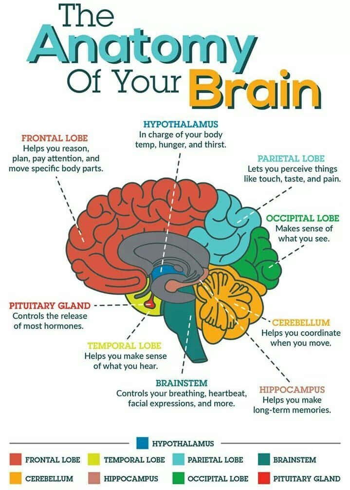 Brain Anatomy Picture