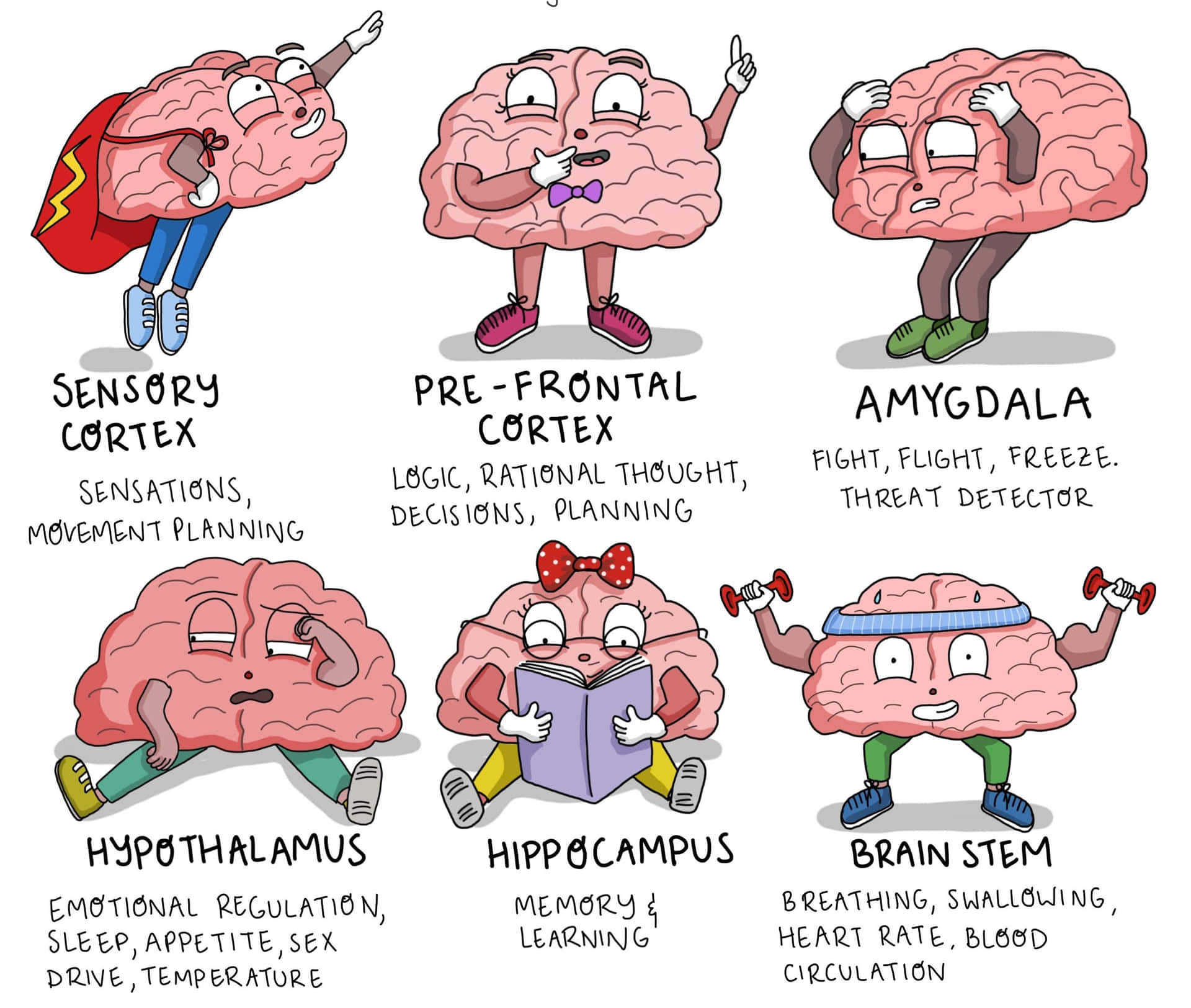 Brain Function Picture