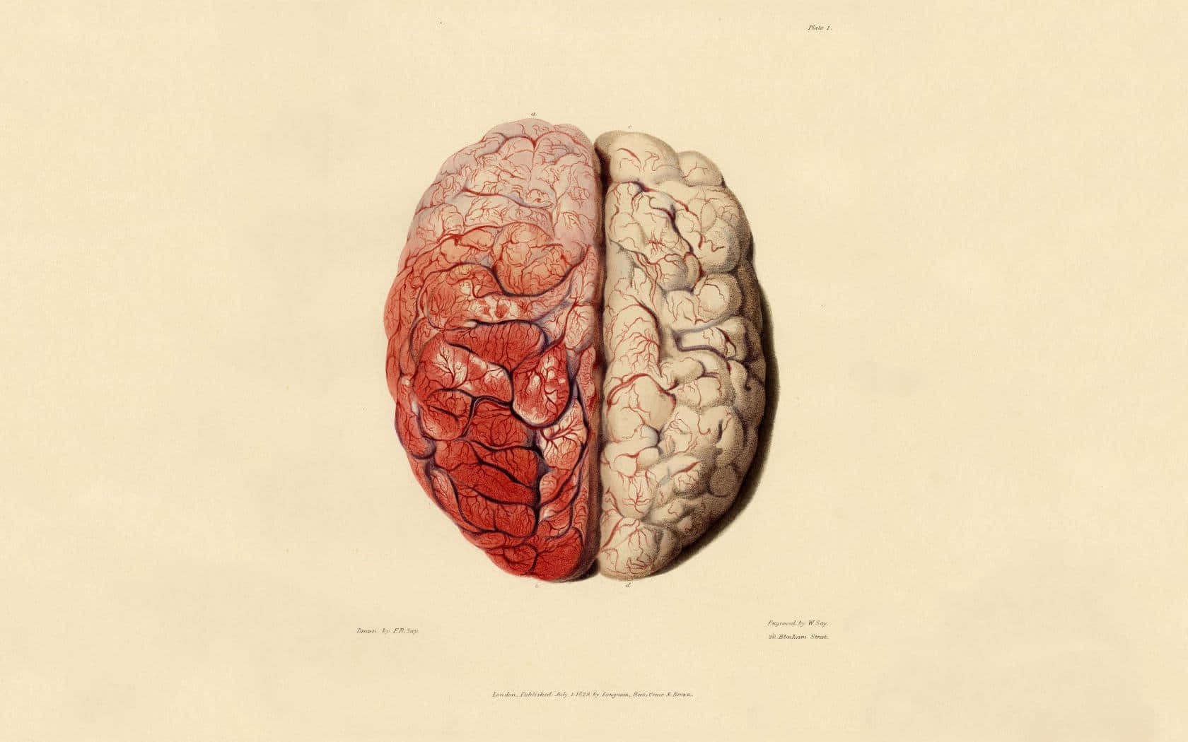 A Drawing Of A Human Brain With Red Blood Wallpaper
