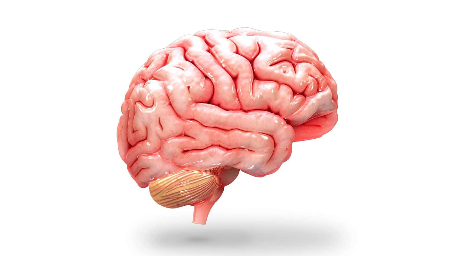Et model af det menneskelige hjerne Wallpaper