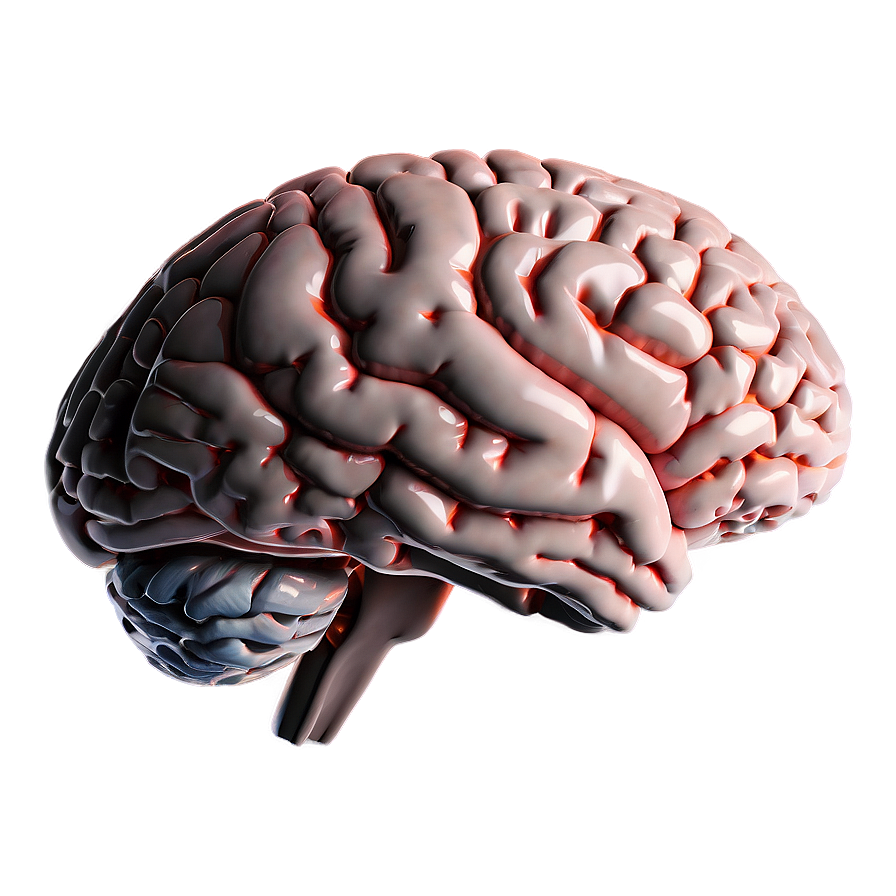 Brain Side View Png 29 PNG