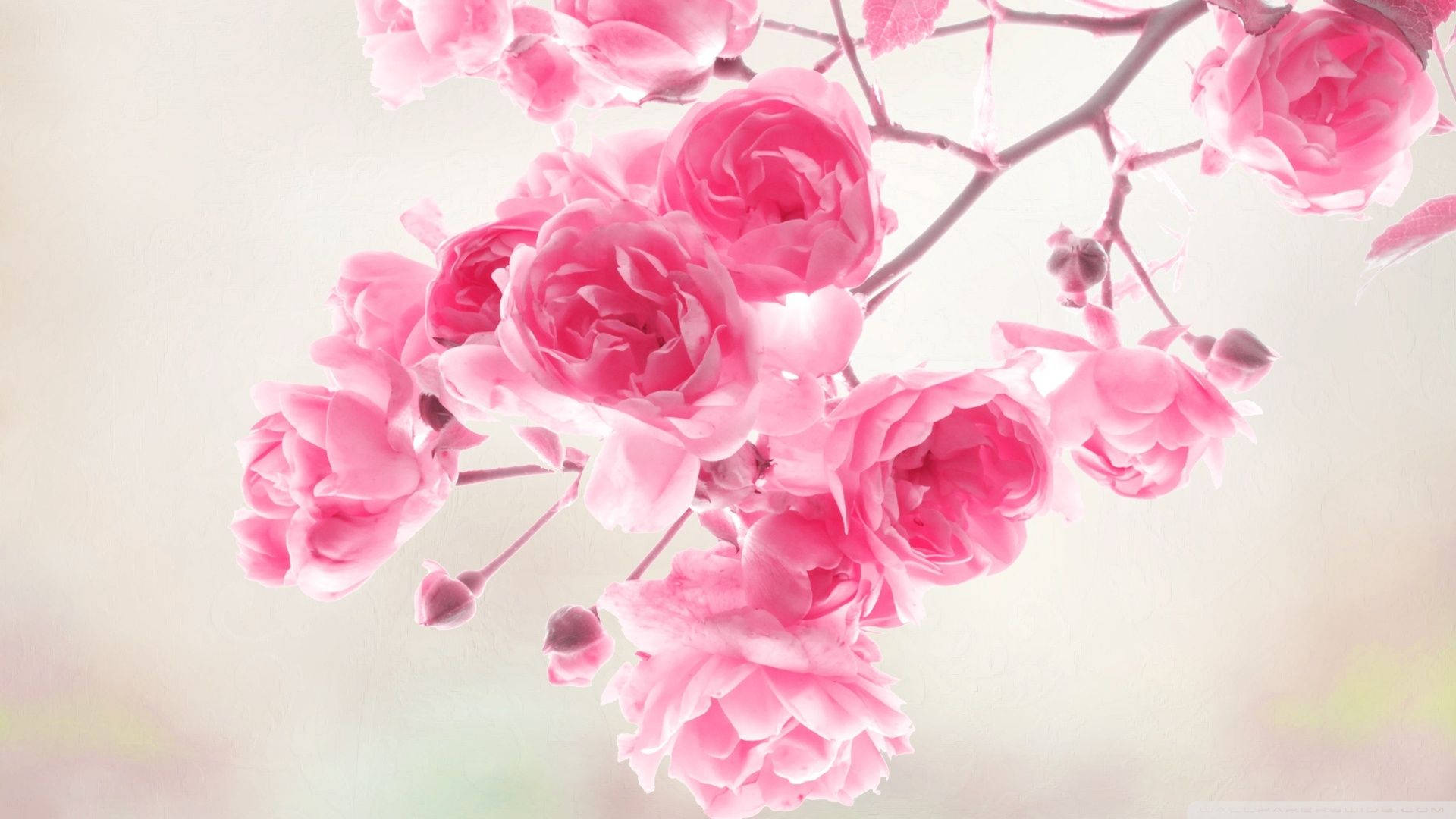 Branch Filled With Cute Pink Flower Blooms Wallpaper