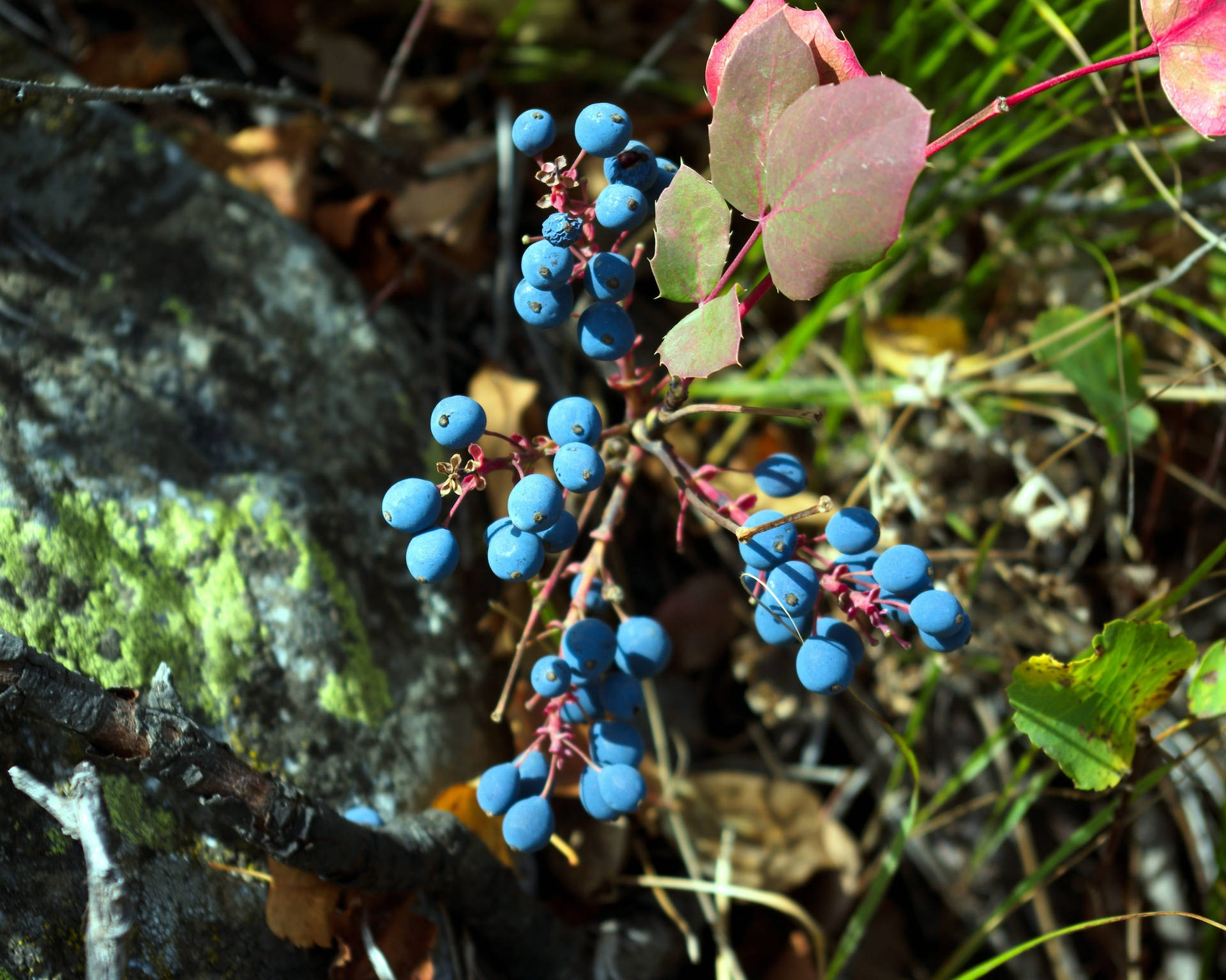 Branch Of Huckleberry With Many Fruits Wallpaper