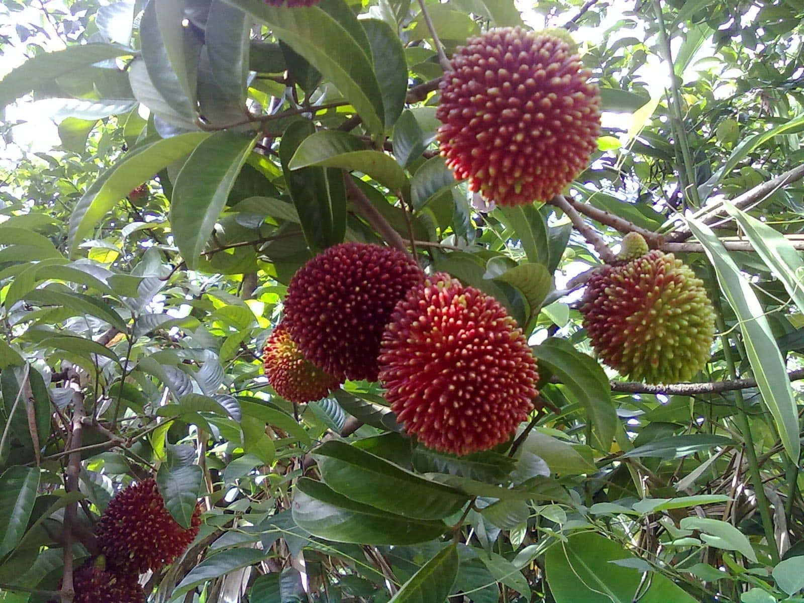 Branch Of Pulasan Tree With Fruits Wallpaper