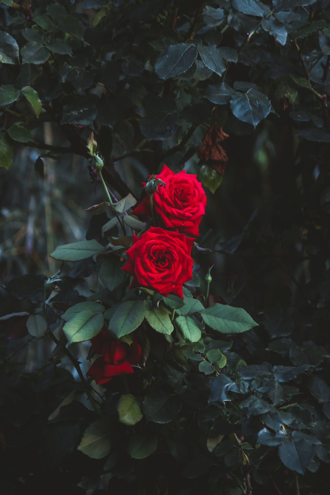 Gren af røde roser HD tapet Wallpaper