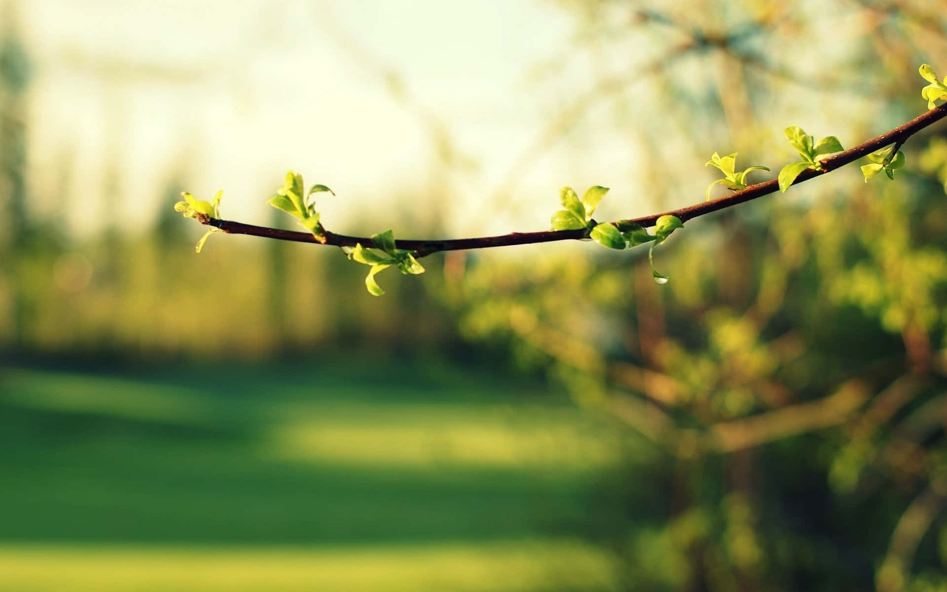 Branch With Green Blooming Leaves Wallpaper