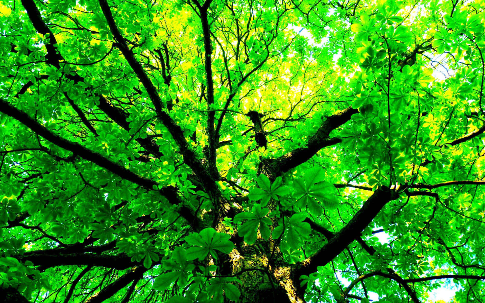 Branches With Vibrant Green Leaves Wallpaper