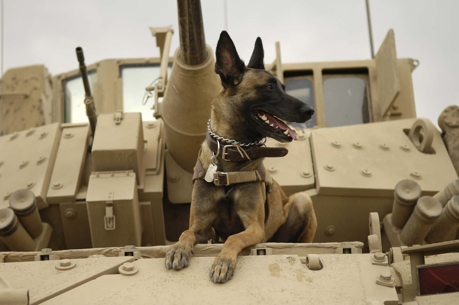 Brave Army Dog In Action Wallpaper