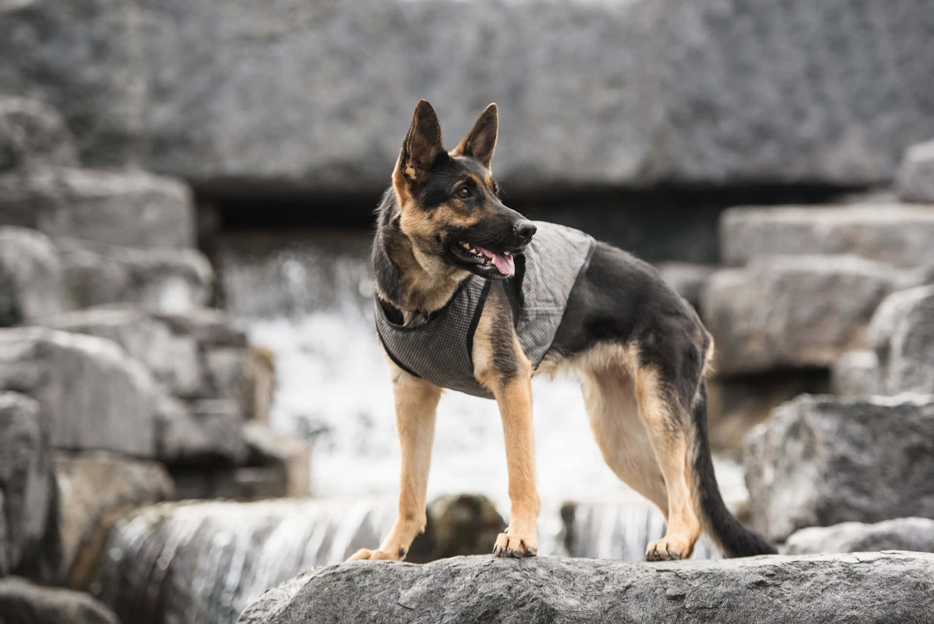 Dappere Legerhond In Actie Achtergrond