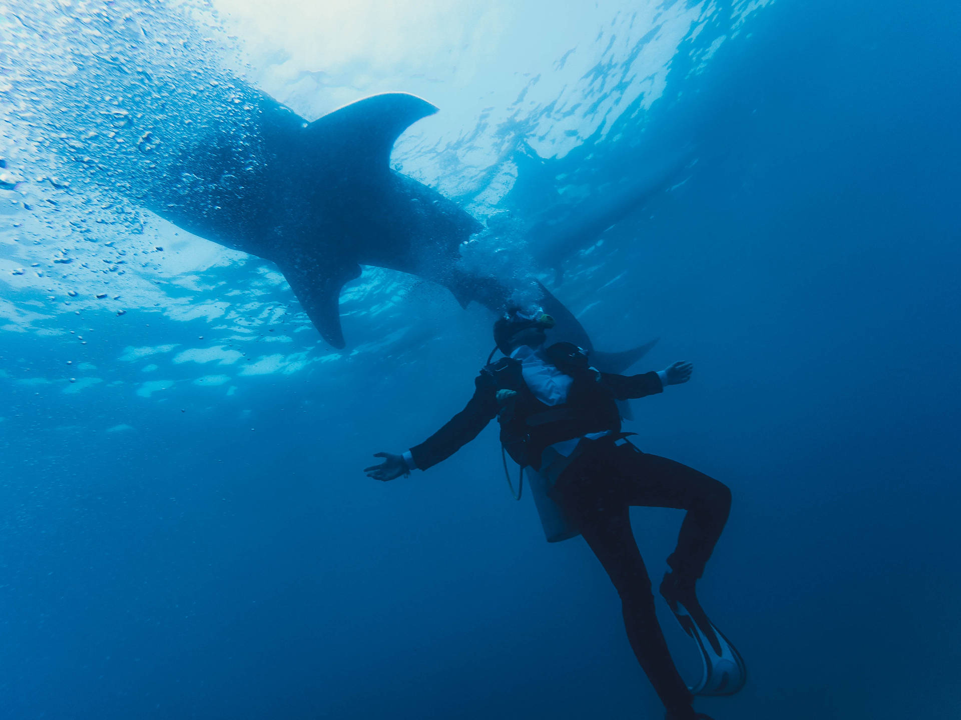 Brave Diver With Shark Wallpaper