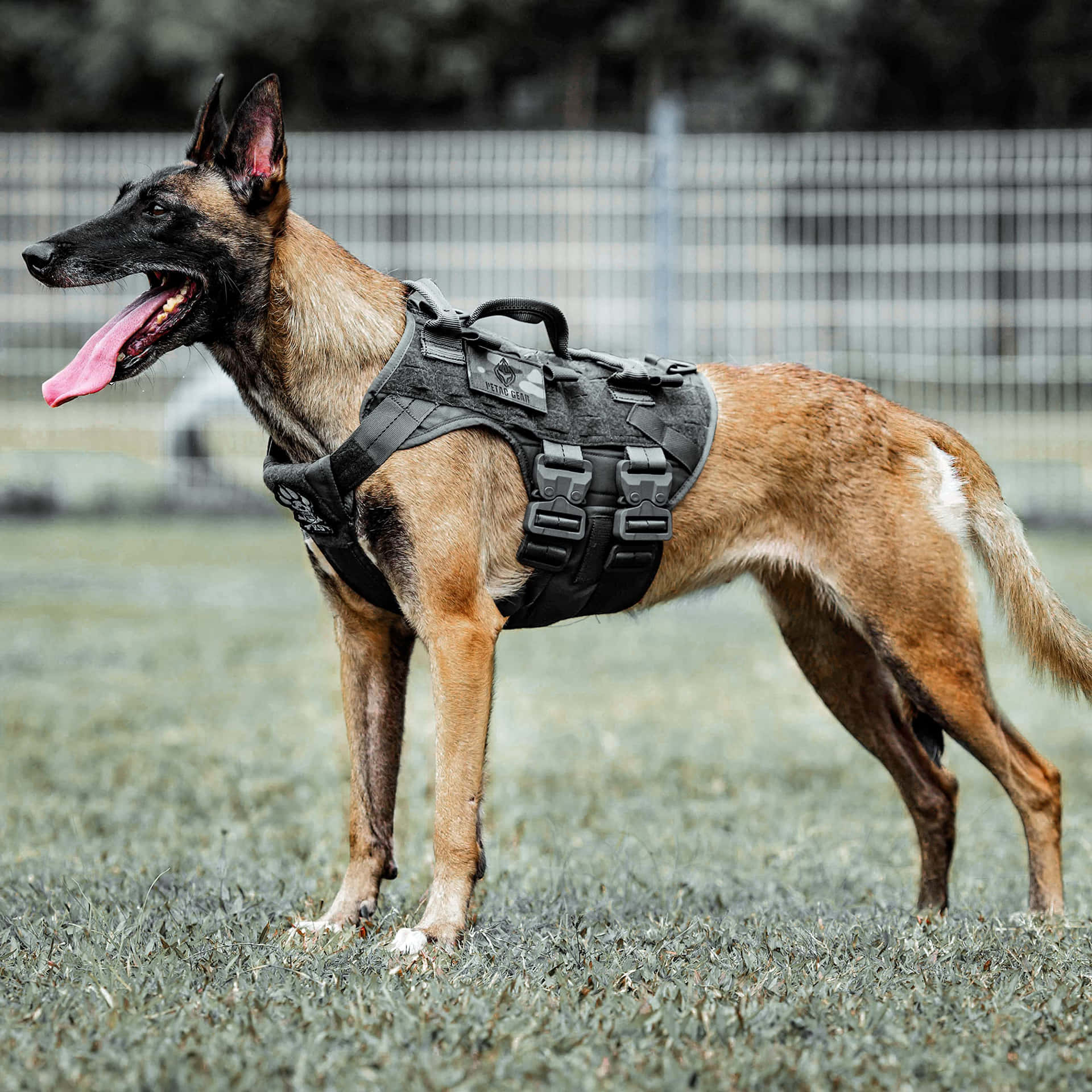 Braveheart In Action: Military Dog At Service Wallpaper