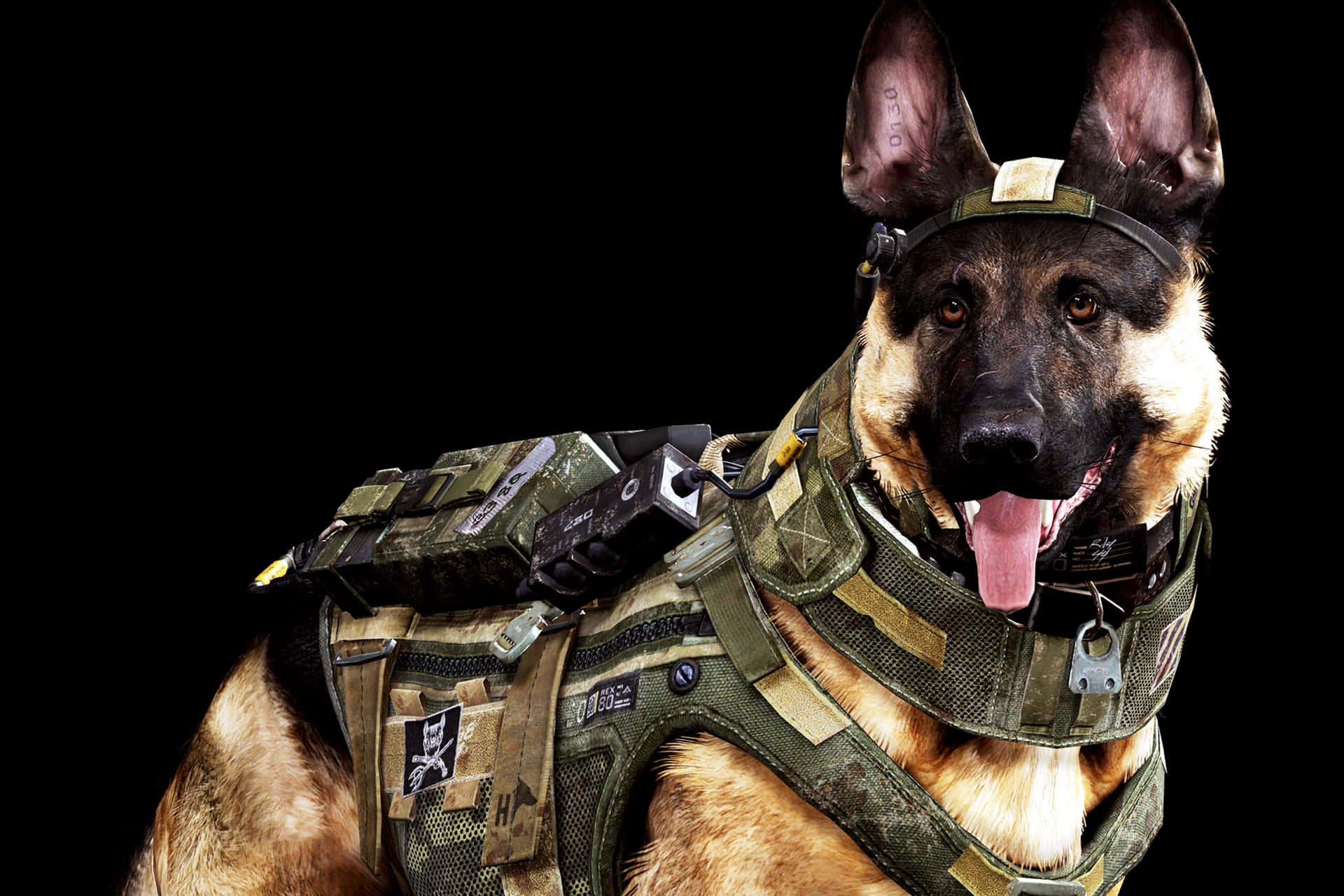 Bravery Personified: Military Service Dog Ready For Duty Wallpaper