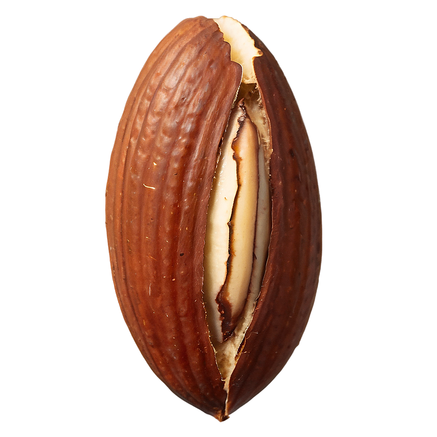 Brazil Nut Png Vth60 PNG