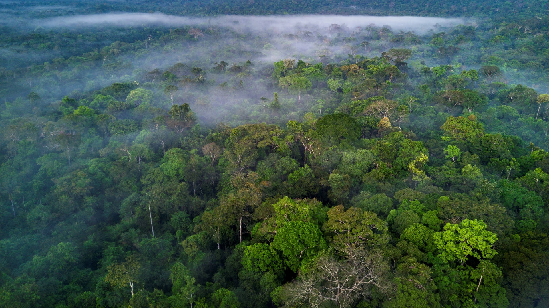 Brasiliansk Amazonas Regnskov Wallpaper